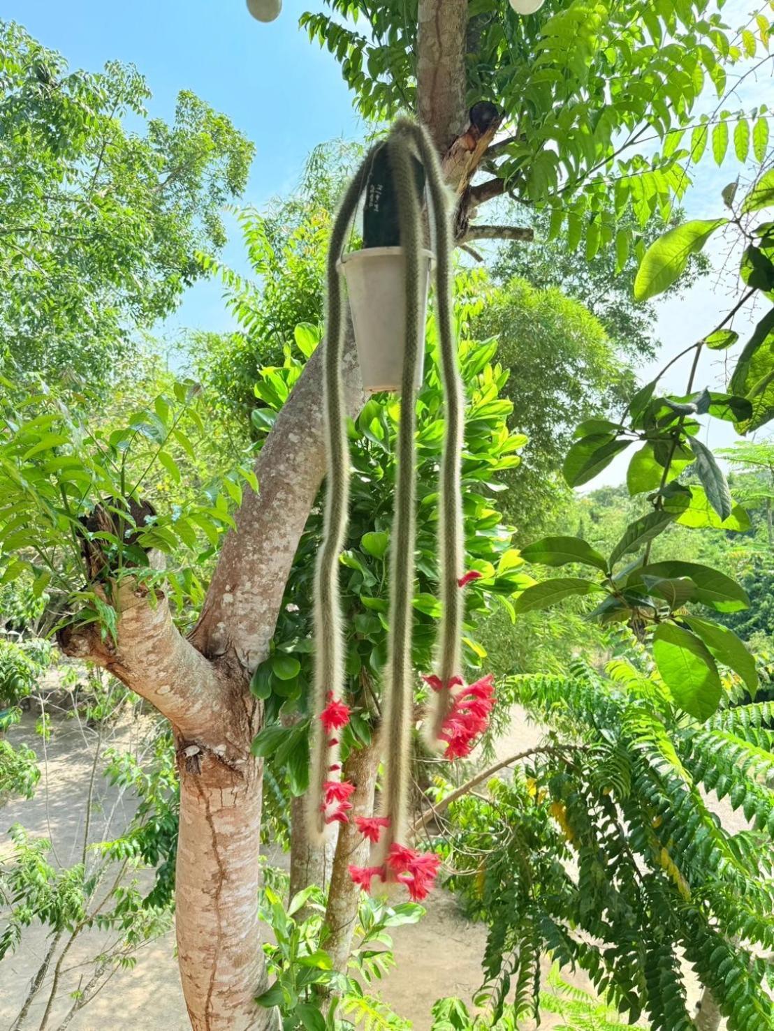 Baan Suan Hill Resort Ban Tha Khun Exteriör bild